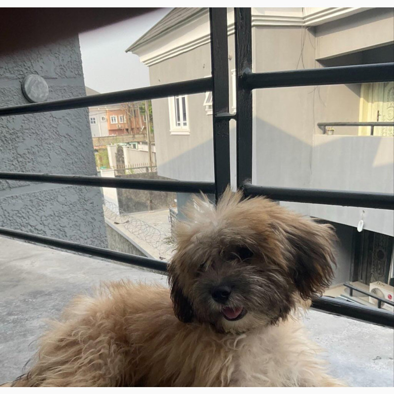 Фото 1/1. Female Lhasa Apso/Maltese Puppy for Sale