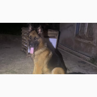 Showline German Shepherd STUD SERVICE