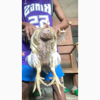 Mature broiler chicken for sale