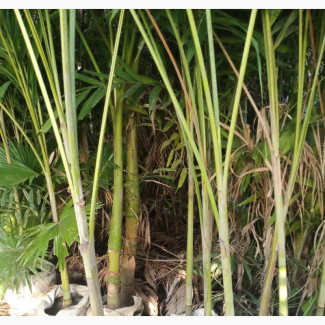 G World Horiculture