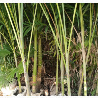 G World Horiculture
