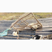 Fulani Chick ( Goloba Chick ) Available for Sales