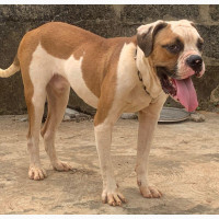 6-12 months Male Purebred American Bulldog