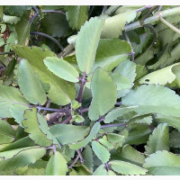 Miracle Leaf(Abomade, Oda O Puo)