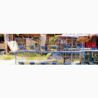 Rabbit and Chicken Cages - Quality and Reliable