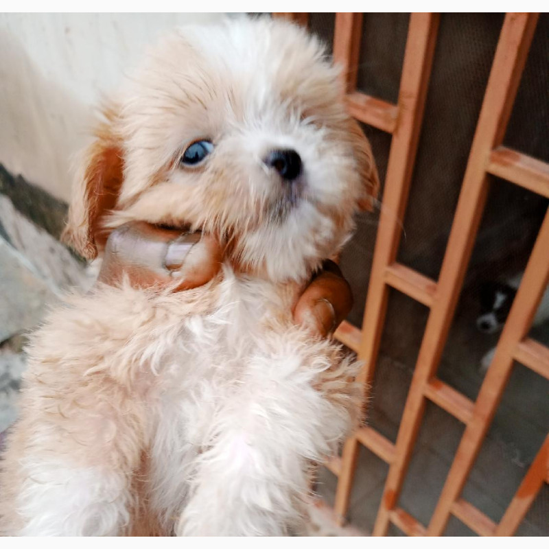 Фото 1/1. Male Purebred Lhasa Apso - Friendly and Playful