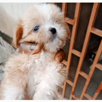 Male Purebred Lhasa Apso - Friendly and Playful