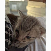 0-1 month Male Purebred Tabby