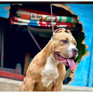 6-12 months Male Purebred American Bully