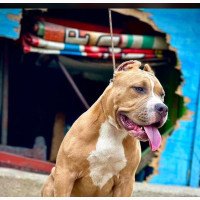 6-12 months Male Purebred American Bully