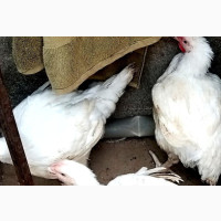Come and Take Three of Dis Chicken for #25000