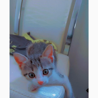 1-3 months Male Purebred Nigeria shorthair