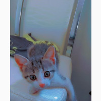 1-3 months Male Purebred Nigeria shorthair