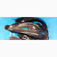 Catfish Broodstock (3yrs+) Available Now