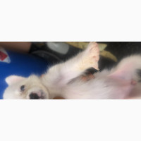 0-1 month Female Purebred American Eskimo