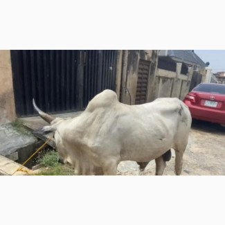 Healthy and Good Looking Rams and Cows Available