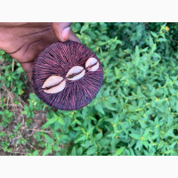 The best powerful spiritual herbalist in Nigeria +2348117409635