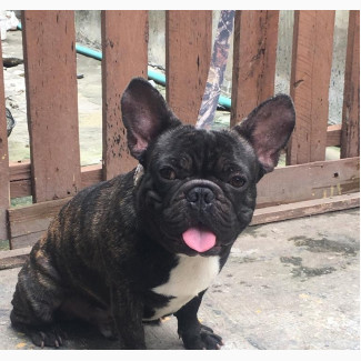 Male Purebred French Bulldog - 1+ Year Old
