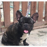 Male Purebred French Bulldog - 1+ Year Old