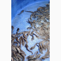 Melange Catfish - Fresh Water Fish for Sale
