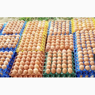 Fresh Farm Eggs Available at an Affordable Price