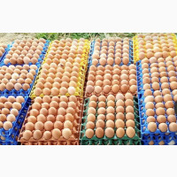 Fresh Farm Eggs Available at an Affordable Price