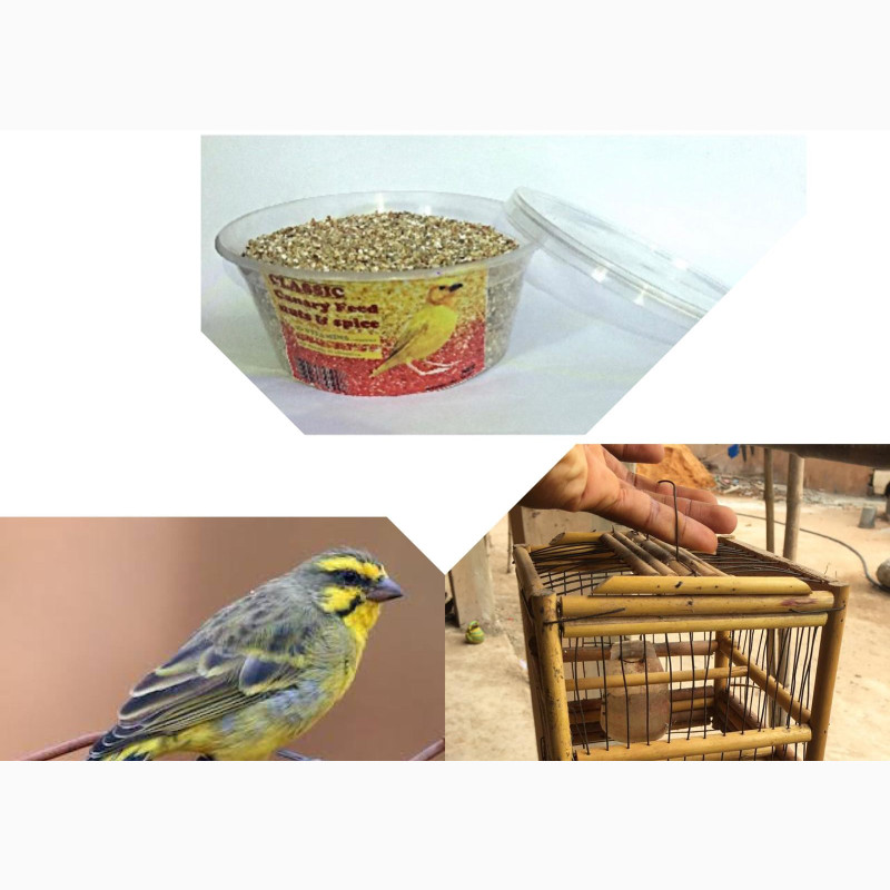 Фото 1/1. One Yellow/Black Canery Bird With Small Wooden Cage + Feed