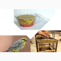 One Yellow/Black Canery Bird With Small Wooden Cage + Feed