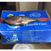 Fresh Tilapia Fish in Cartons