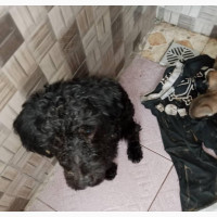 1-3 months Female Purebred Dog
