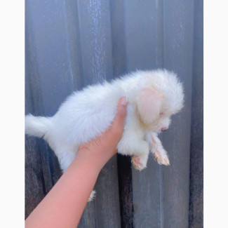 1-3 months Male Mixed Breed Coton de Tulear
