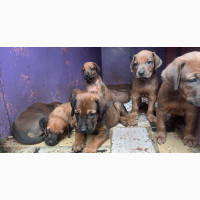 1-3 months Female Purebred Rhodesian Ridgeback