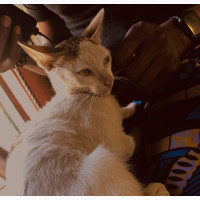 3-6 months Male Mixed Breed Cat