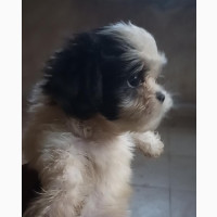 Female Purebred Lhasa Apso - 6 weeks old