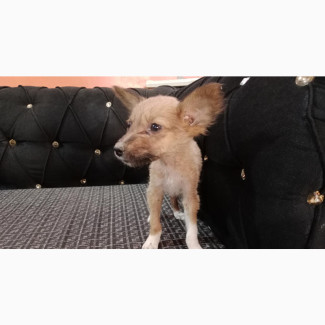 1-3 months Male Purebred Basenji