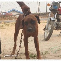 1+ year Male Purebred Rhodesian Ridgeback