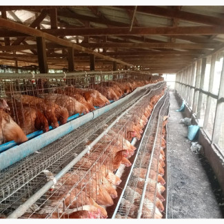 Point of Lay Pullets