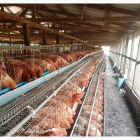 Point of Lay Pullets