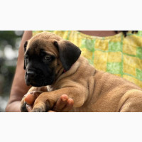 Male Purebred Boerboel Puppy 0-1 Month Old