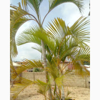 G World Horticulture