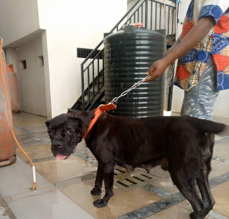 Фото 1/1. Female Purebred Cane Corso - Active Healthy