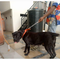 Female Purebred Cane Corso - Active Healthy