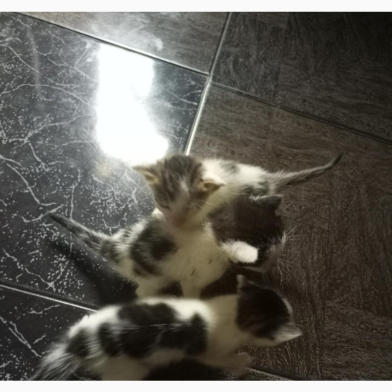 Фото 1/2. Male Purebred Bengal Kitten - 0-1 Month Old