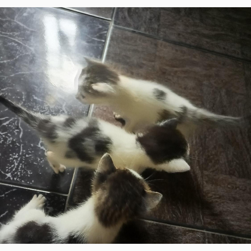 Фото 2/2. Male Purebred Bengal Kitten - 0-1 Month Old