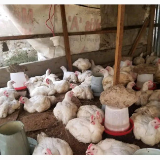 Broilers, Guinea Fowls, and Turkey Available for a Great Deal