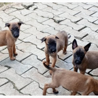 1-3 months Male Purebred Belgian Malinois