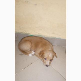 Purebred Female Basenji Puppy for Sale