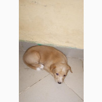 Purebred Female Basenji Puppy for Sale
