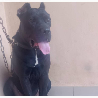 6-12 months Female Purebred Cane Corso