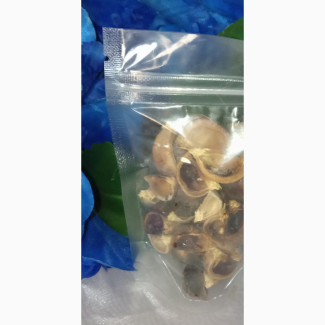 Ready To Eat Gorontula (Silky Kola)